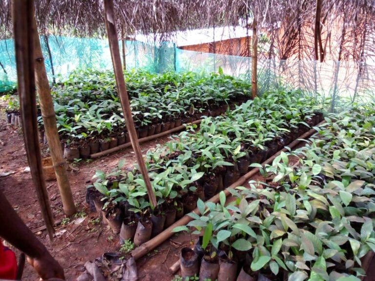 Sumbe-Fotabe Tree project